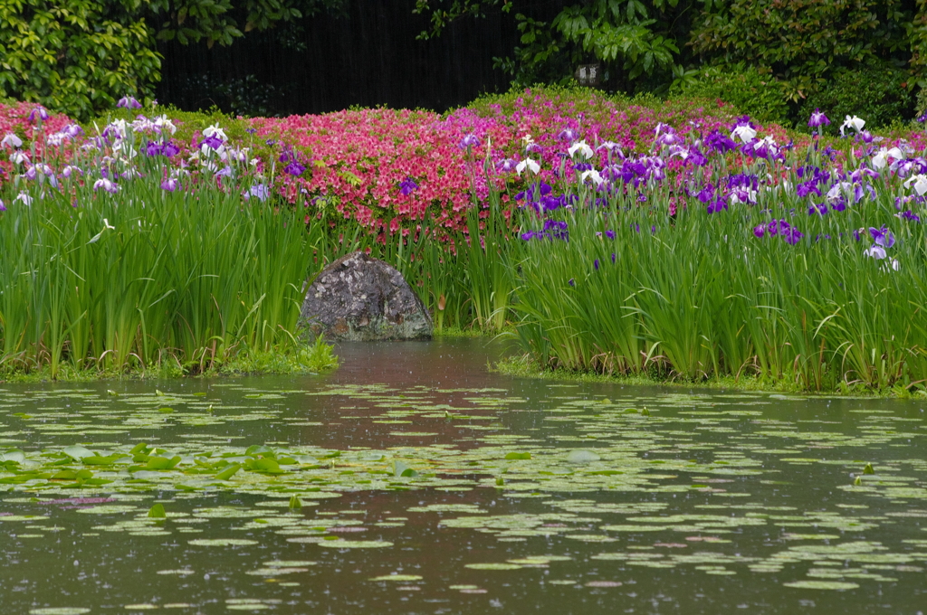 梅雨の神苑