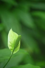 京都植物園　温室2