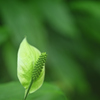 京都植物園　温室2