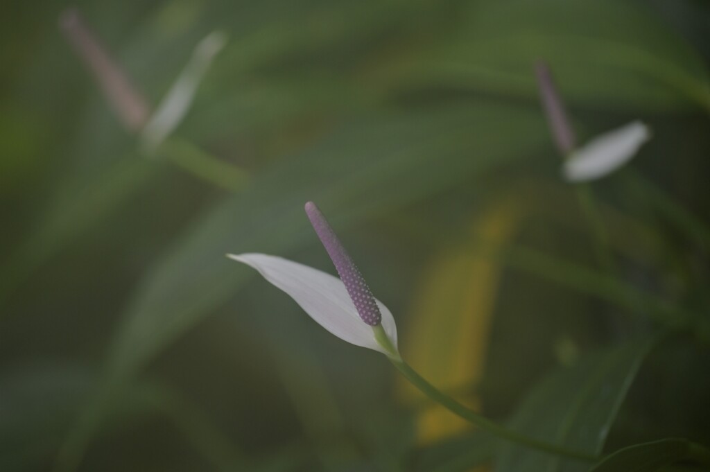 京都植物園　温室１