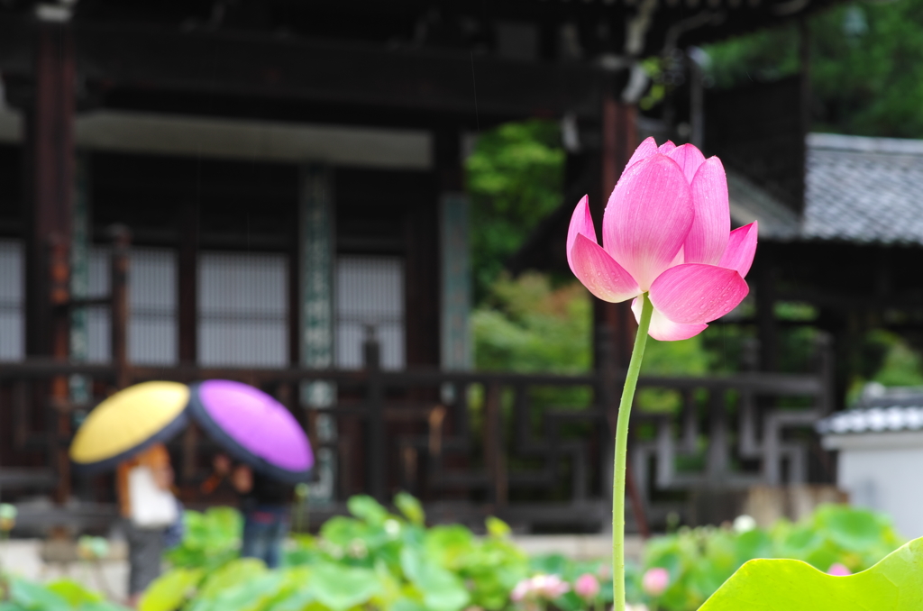 梅雨の恋