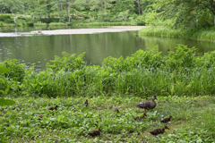 高原の湖沼　親子