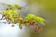 新芽