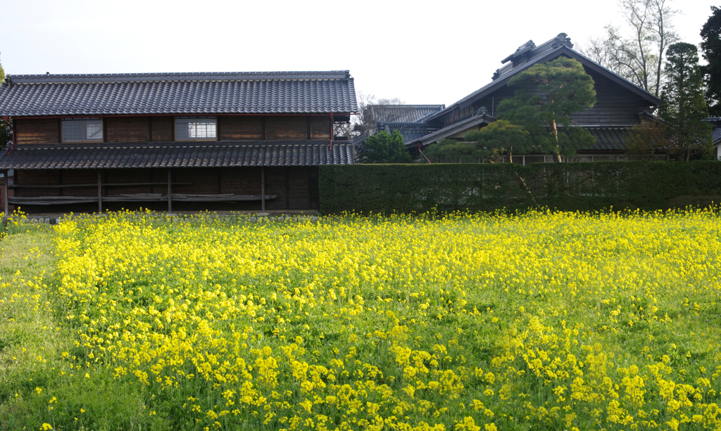 安曇野の春