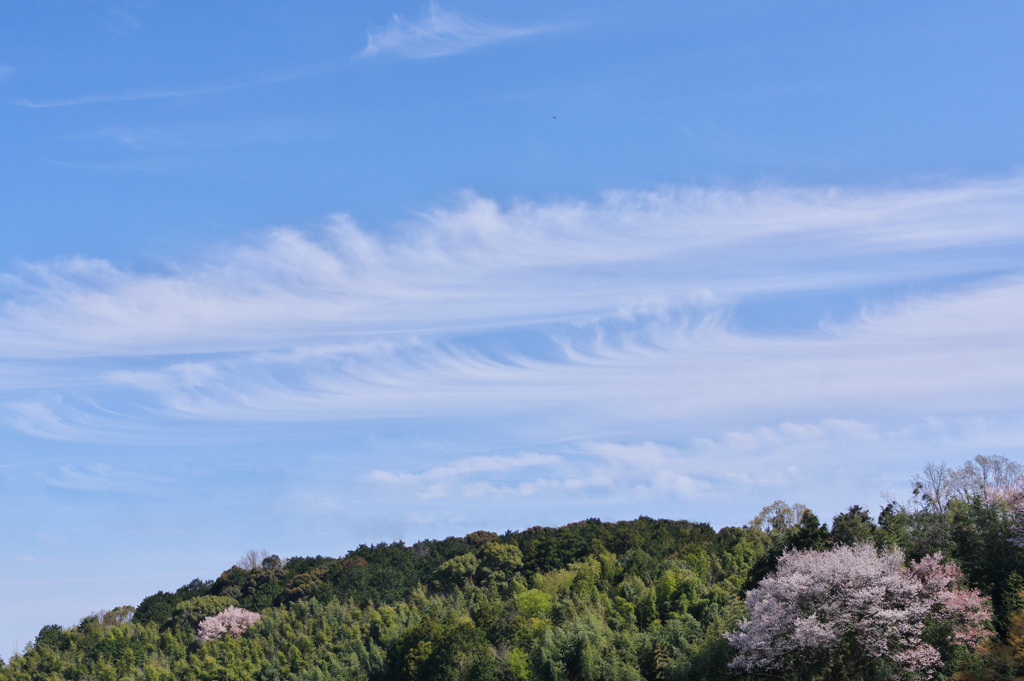 春　すじ雲