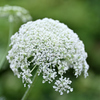 ニンジンの花