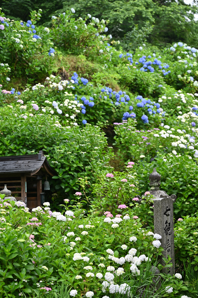 紫陽花寺4