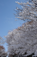 満開の雪桜