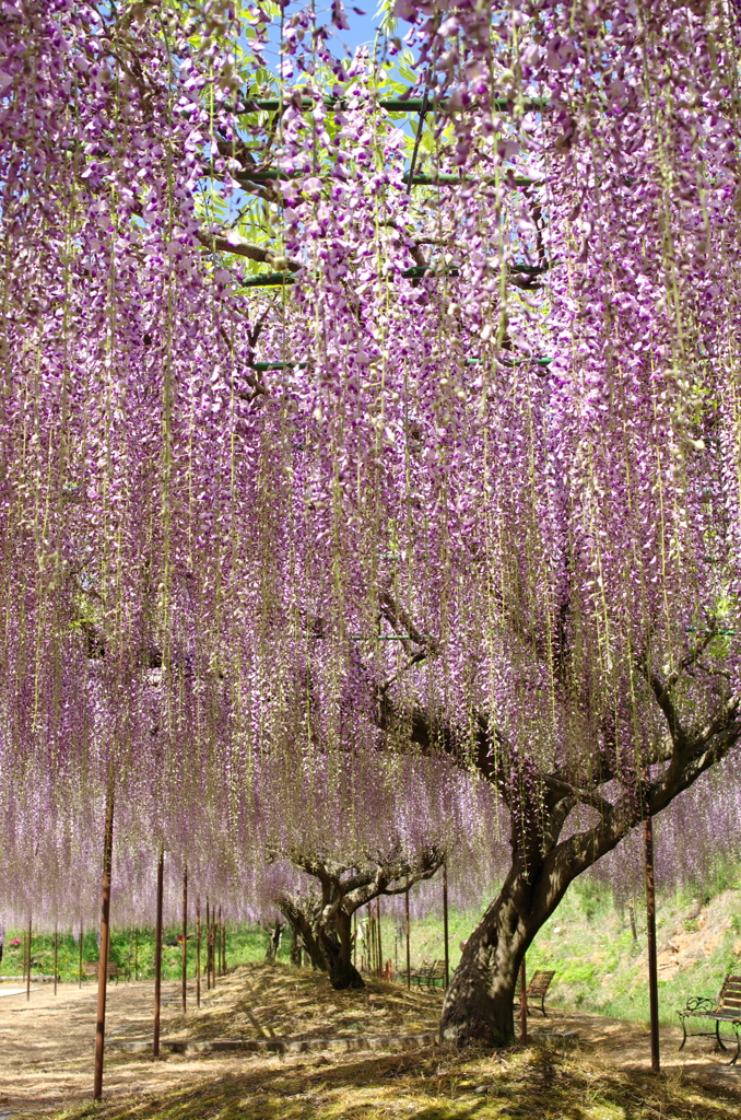 紫花連（むらさきかれん）