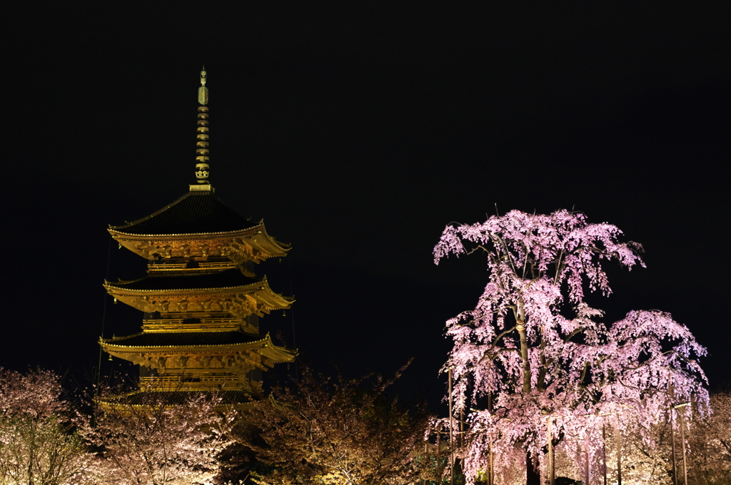 東寺　不二桜