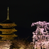 東寺　不二桜