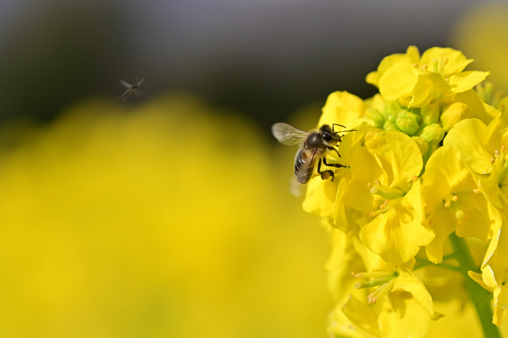 菜の花とミツバチ１