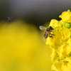 菜の花とミツバチ１