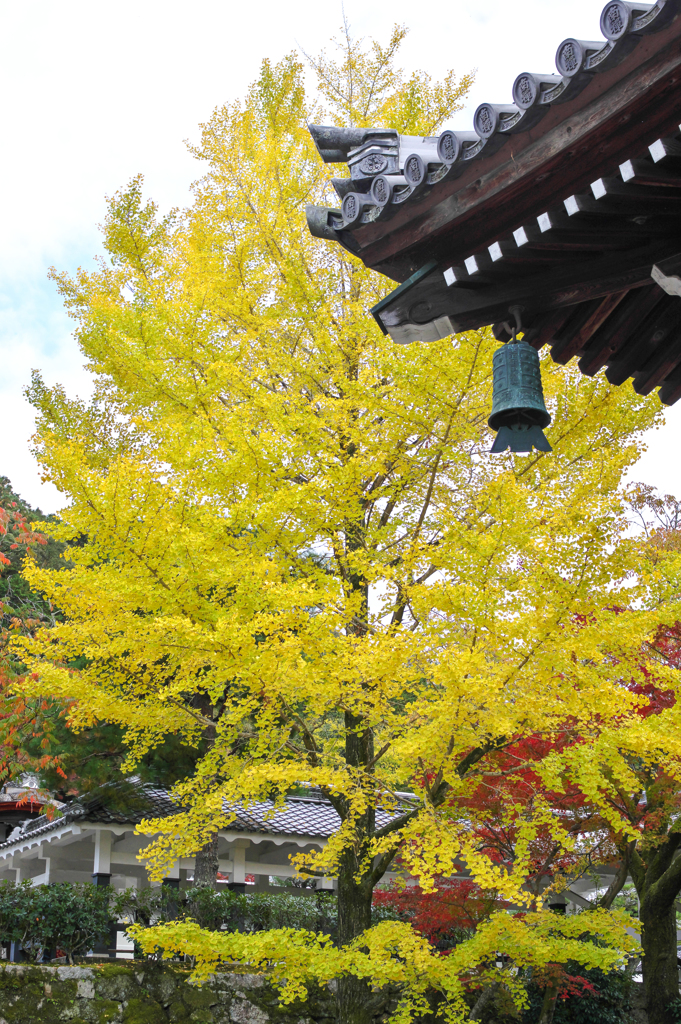 南禅寺　大銀杏