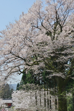 エドヒガン桜