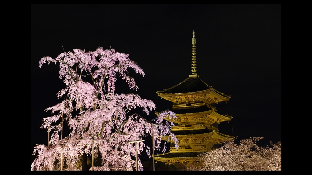 東寺夜桜