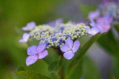 梅雨　花1