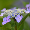 梅雨　花1