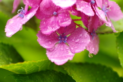 雨の紫陽花　