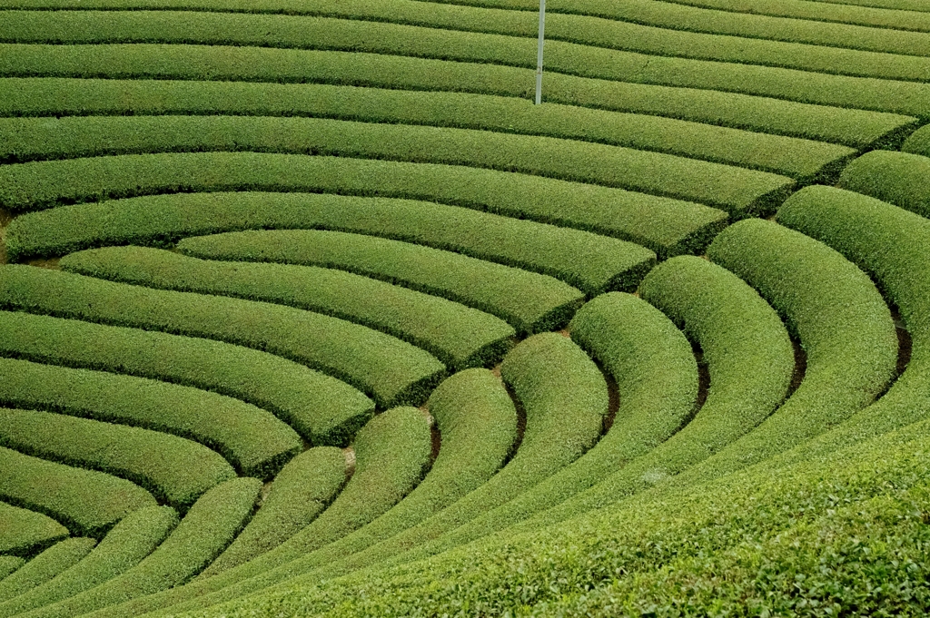 円形茶園２