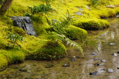 苔の庭園２