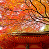朱と紅