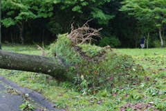 台風の傷跡３