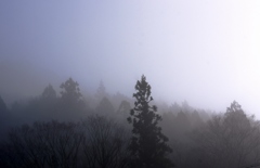 丹波山霧