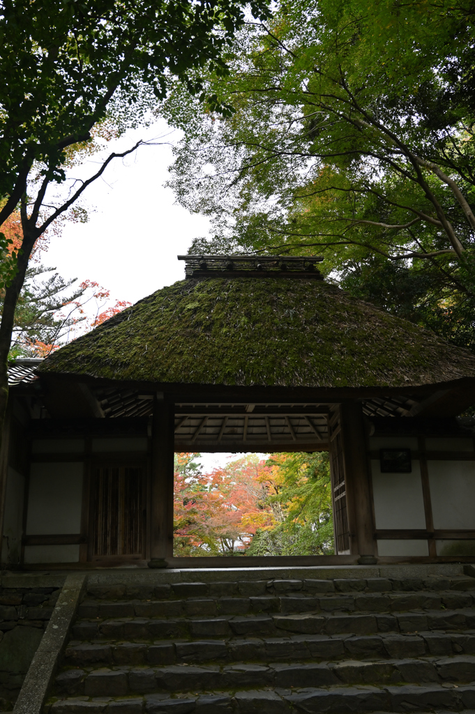 秋の法然院山門３