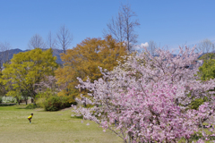 春爛漫　休日の公園