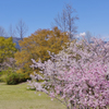 春爛漫　休日の公園