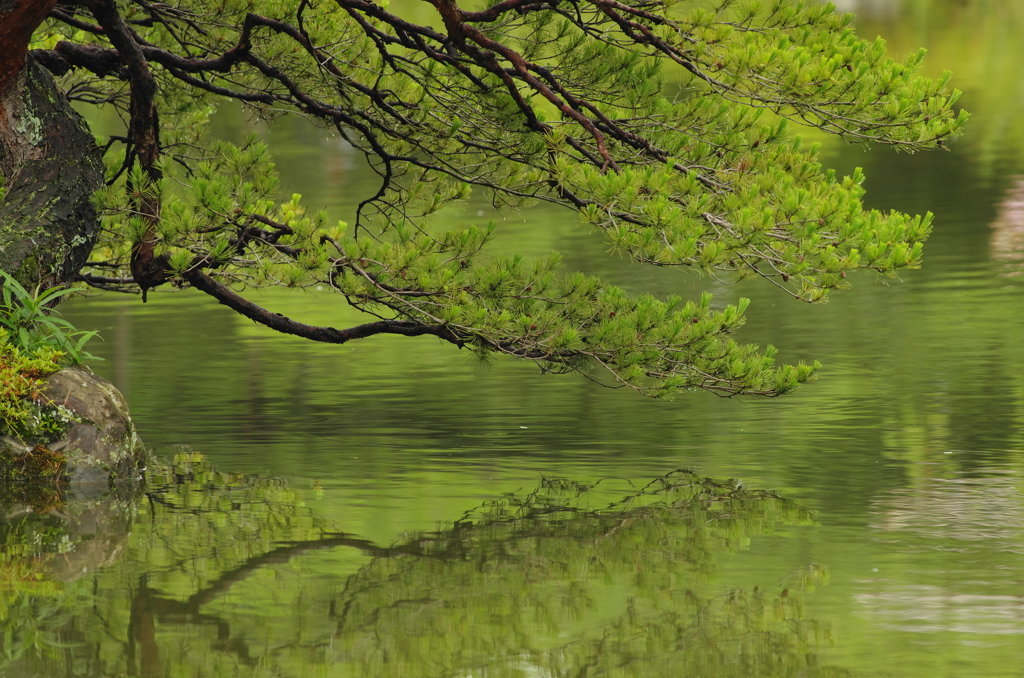 栖鳳池にて