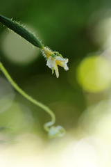 こどもきゅうり