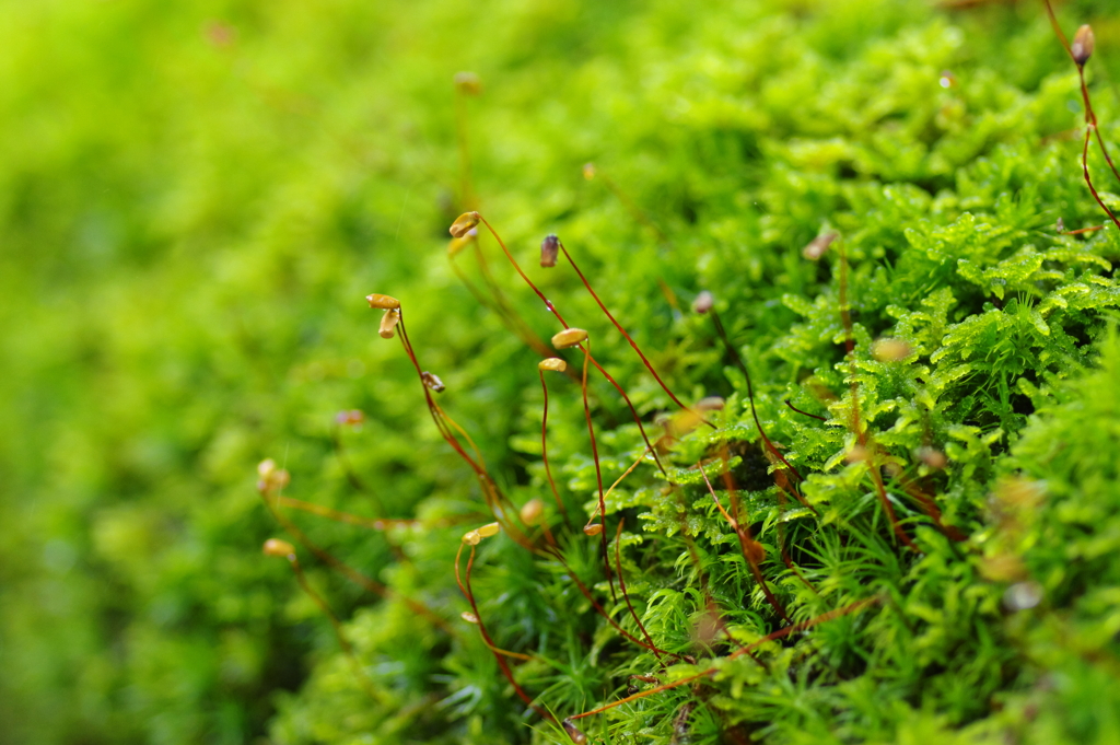 雨の苔胞子