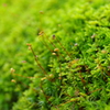 雨の苔胞子