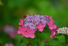 紫陽花寺２