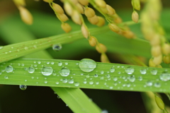 瑞穂（みずほ）