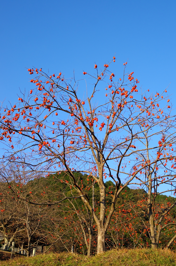 晩秋　宇治茶の郷にて