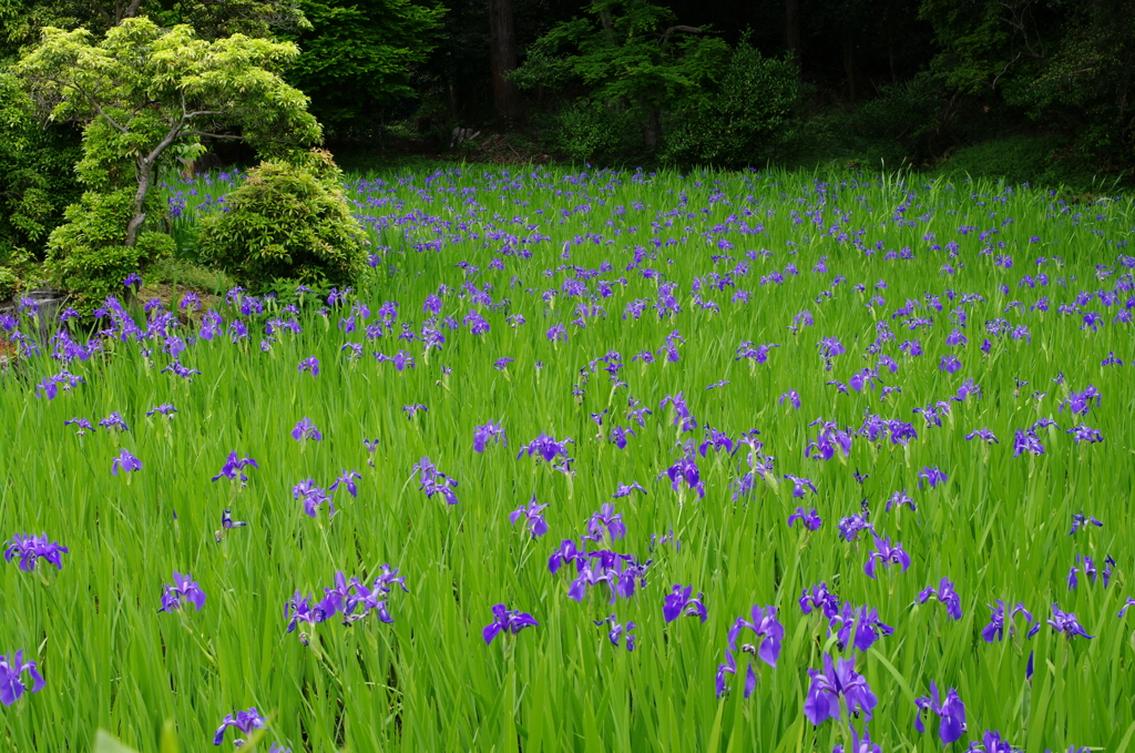 カキツバタ