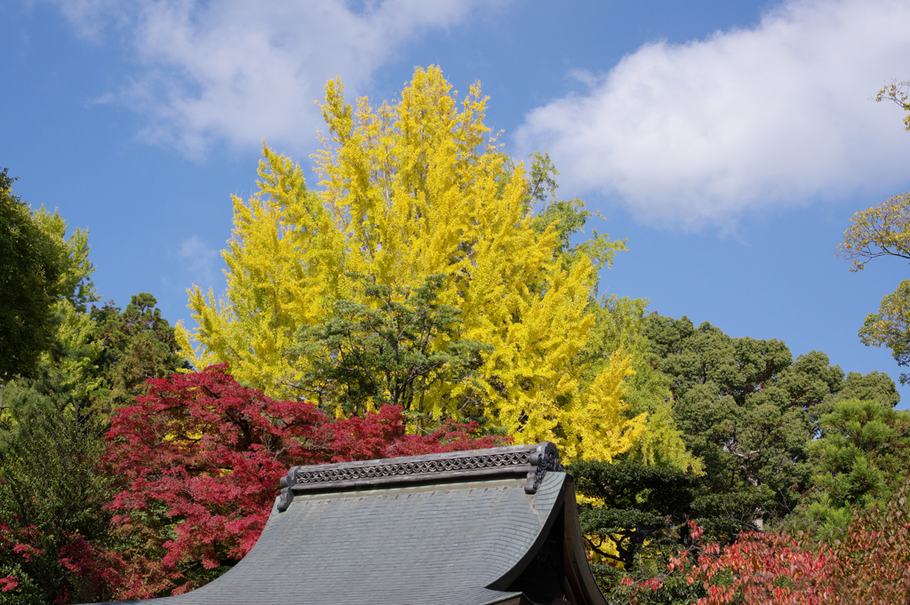 錦秋－北野天満宮－