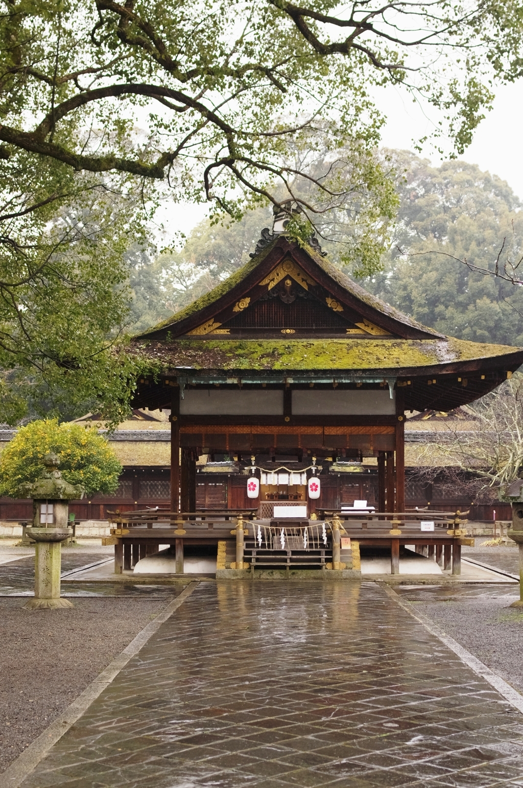 冷雨の平野神社