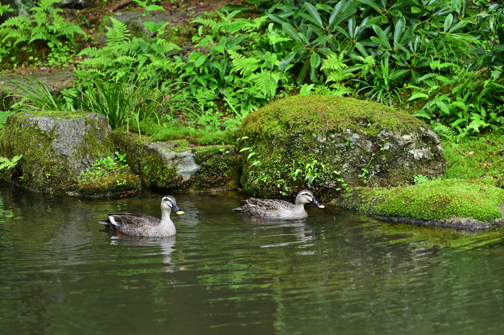 優雅に　小雨の三千院