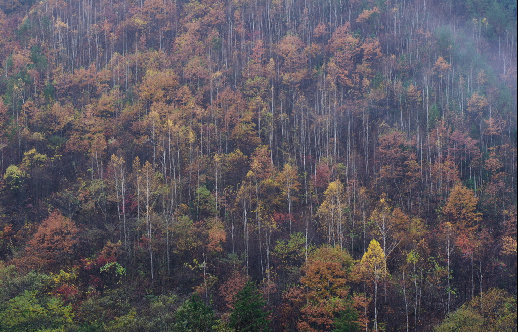 蕭雨の樹林