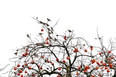 柿の木、鳥群