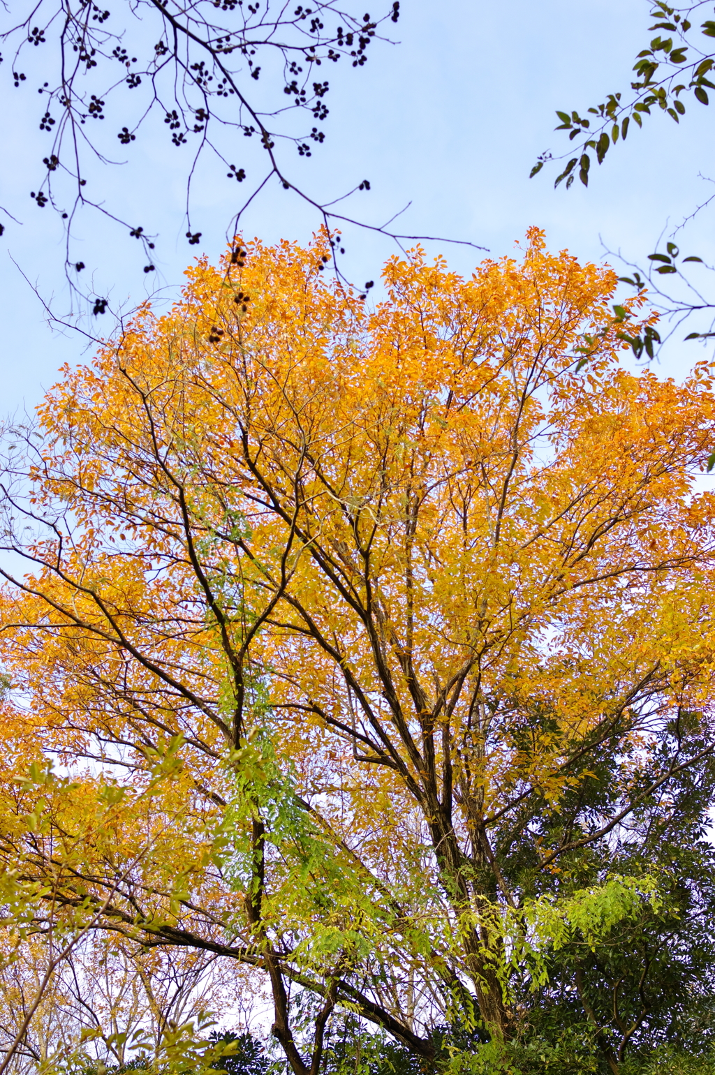 京都植物園2