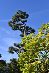 秋晴れ　智積院