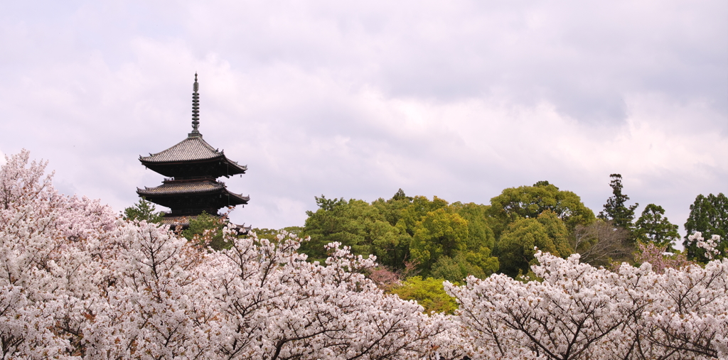 御室の桜