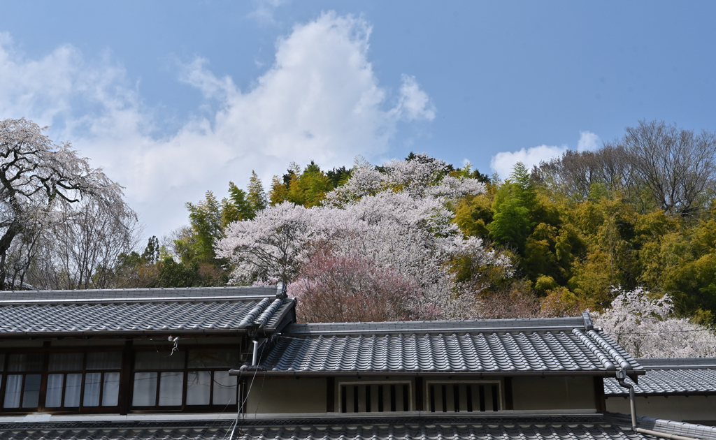 大宇陀の里　春爛漫