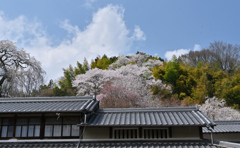 大宇陀の里　春爛漫