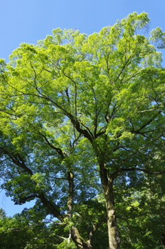 お社の大木